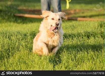 A female golden retriever dog runs and plays in the short green grass of autumn after the harvest as her owner throuws a tennis ball for her to fetch.
