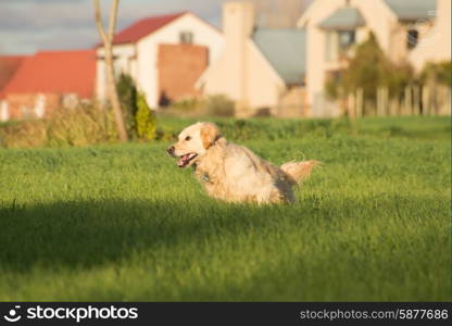 A female golden retriever dog runs and plays in the short green grass of autumn after the harvest as her owner throuws a tennis ball for her to fetch.
