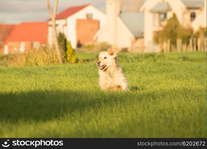 A female golden retriever dog runs and plays in the short green grass of autumn after the harvest as her owner throuws a tennis ball for her to fetch.