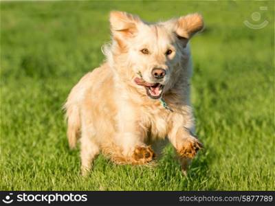 A female golden retriever dog runs at full speed in the lush green grass, heading towards the viewer.