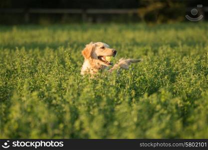 A female golden retriever is almost completeley submerged in the green fields where she went to fetch the tennis ball in her mouth.