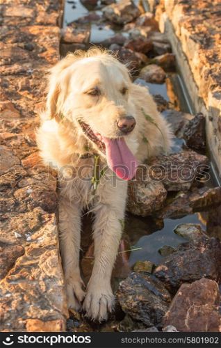 A female golden retriever, lies in a shallow water trough after lots of exercise. She is still covered in grasses that got stuck to her hair.