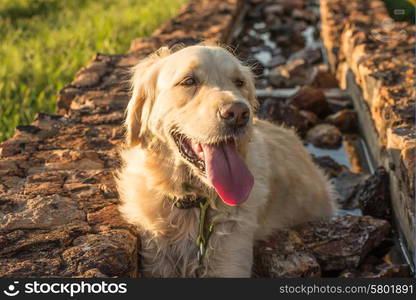 A female golden retriever takes a rest in a water trough, tired and thirsty from all the earlier running around.