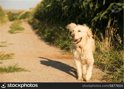 A female golden retriever walks proudly along a gravel road which runs through the corn fields while carrying a tennis ball in her mouth.
