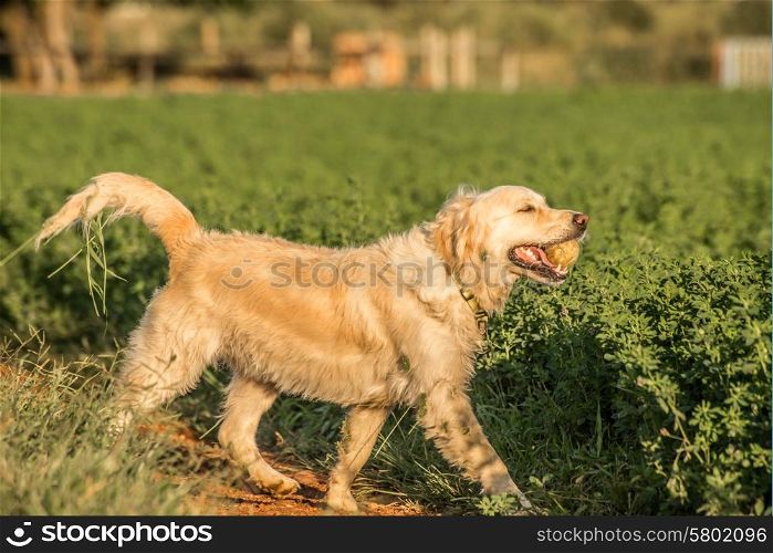 A female golden retriever, with vegitation stuck to her fur, submerges from the field with a recvored tennis ball in her mouth. She seems very proud of her success as revealed by her posture.