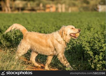 A female golden retriever, with vegitation stuck to her fur, submerges from the field with a recvored tennis ball in her mouth. She seems very proud of her success as revealed by her posture.