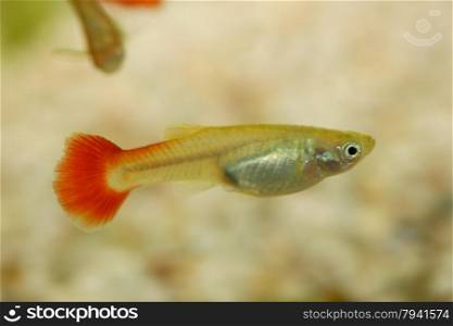 A Female Guppy (Poecilia reticulata), a popular freshwater aquarium fish