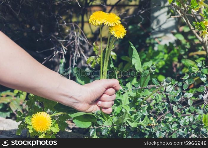 A female hand is pulling at some weed in a garden