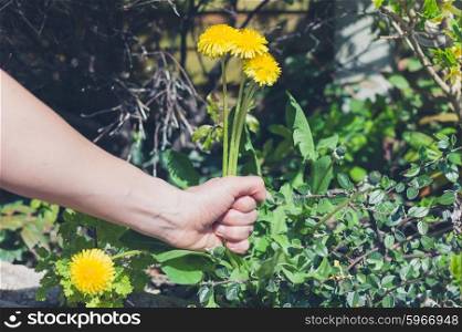 A female hand is pulling at some weed in a garden