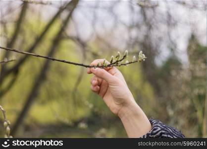 A female hand is touching spring buds on a branch in the park