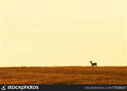 A female Hog deer walking in the grassland at dusk, beautiful sunset sky backgrounds. Phukhieo Wildlife Sanctuary, Thailand. Freedom life concept. Selective focus.