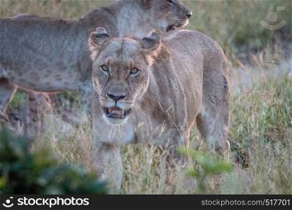 A female Lion looking at the camera in the Chobe National Park, Botswana.