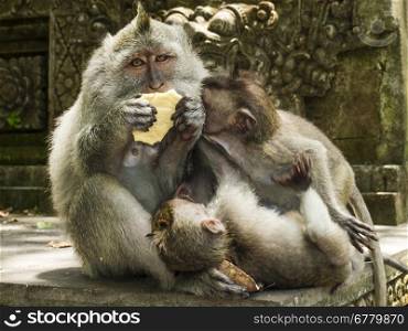A female long-tailed macaque (macaca fascicuiaris) appears to be looking for a moment of quiet to eat while her babies are playing.