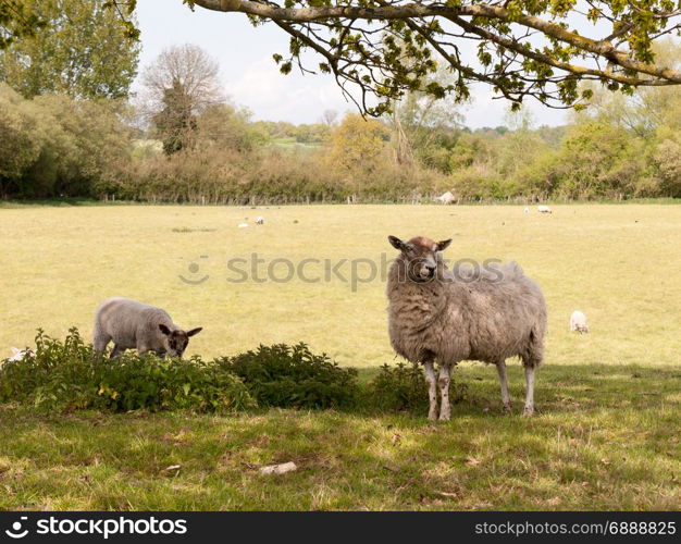 a female mother sheep and her young lamb under a tree in shade and eating the grass and flowers