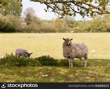 a female mother sheep and her young lamb under a tree in shade and eating the grass and flowers