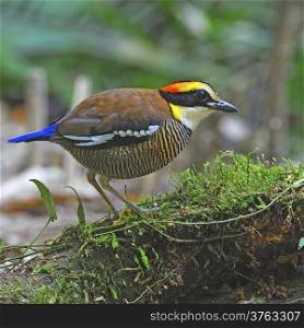 A female of colorful Pitta, Malayan Banded Pitta (Pitta irena) standing on the log