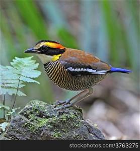 A female of colorful Pitta, Malayan Banded Pitta (Pitta irena) standing on the rock