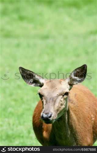 a female red deer on a green field. ein weiblicher Rothirsch auf einer gr?nen Wiese