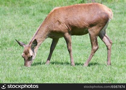 a female red deer, when eating. ein ?sender weiblicher, Rothirsch