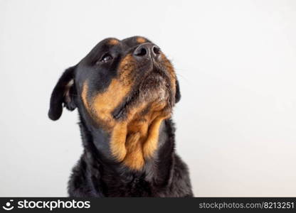 A female rottweiler breed dog posing on a white background