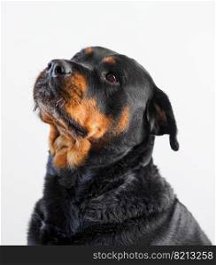 A female rottweiler breed dog posing on a white background
