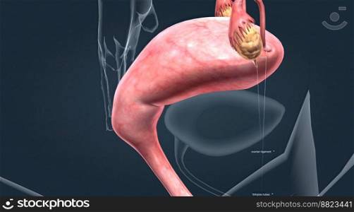 A female’s internal reproductive organs are the vagina, uterus, fallopian tubes, and ovaries 3D illustration. A female’s internal reproductive organs