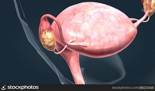 A female’s internal reproductive organs are the vagina, uterus, fallopian tubes, and ovaries 3D illustration. A female’s internal reproductive organs