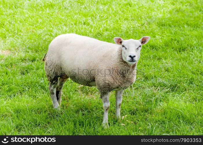 A female sheep in a pasture