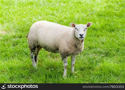 A female sheep in a pasture