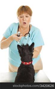 A female veterinarian offers a dog a treat to cooperate with the examination. Isolated on white.