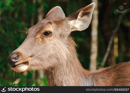 A female wild deer looking , The wild deer is furry, rough, hard, brown.