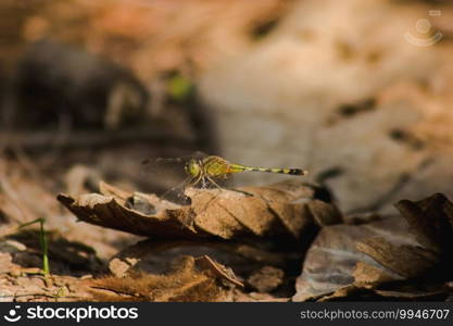 A female yellow dragonfly on the dry leaves dropping to the floor.