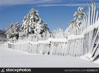 A fence of snow skis coated in snow on a clear winter day.