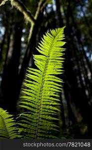 A fern in a dark forest is brightly lit up by a shaft of sunlight.