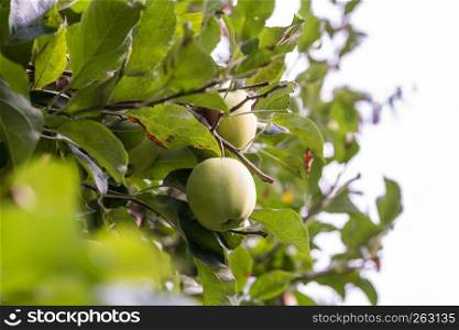 A few Apples hanging on an Apple Tree and are surrounded by many leaves