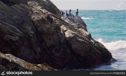 A few cormorants on the rocks near Spoonera??s Cove Beach