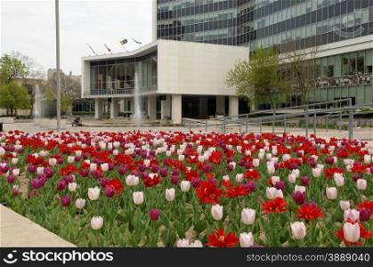 A few of the city hall of Hamilton Ontario in the spring with a beautifulflower bed of red and white tulips.