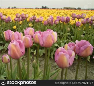 A few rows of blooming pink and yellow flowers in a field during the annual Skagit Valley Tulip Festival.