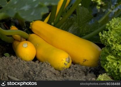 A few yellow courgettes in the garden