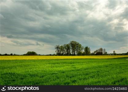 A field and a trees on the horizon, dark grey rainy clouds