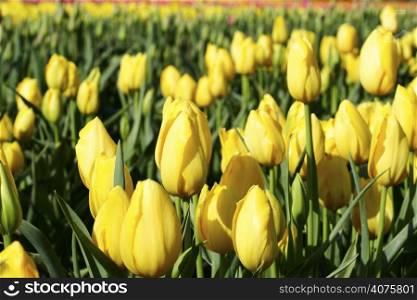 A field full of beautiful yellow tulips