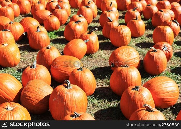 A field full of pumpkins at the pumpkin patch