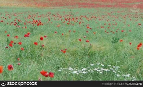 a field full with poppy plants with a soft wind, ein Feld durchsetzt mit Mohnblumen in einem sanften Wind