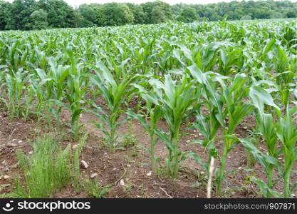 a field is planted with corn, agricultural lands, young corn. agricultural lands, young corn, a field is planted with corn