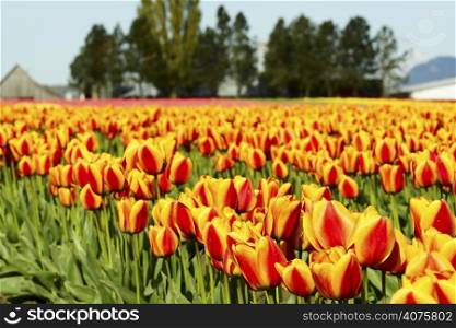 A field of beautiful and colorful orange tulips