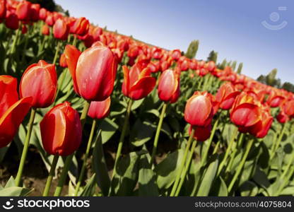 A field of beautiful blooming red tulips