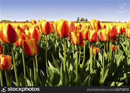 A field of beautiful bright orange tulips