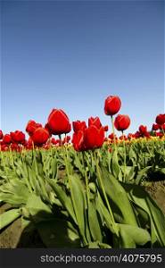 A field of beautiful bright red tulips
