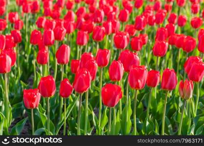 a field of beautiful red tulips closeup