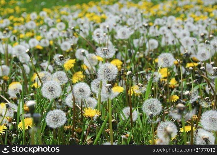 A field of blooming and seeding dandelions